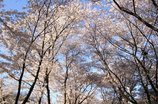 도당산 벚꽃축제