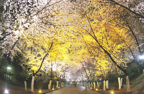 도당산 벚꽃축제