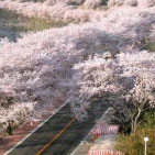벚꽃축제 - 화개장터 벚꽃축제