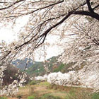 벚꽃축제 - 마이산