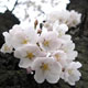 벚꽃축제 - 도당산