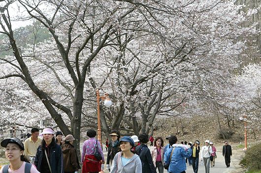 마이산 벚꽃축제
