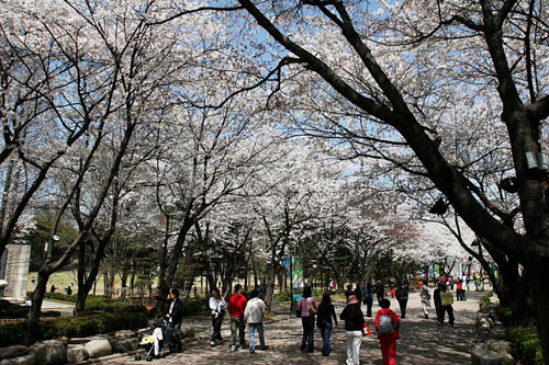 벚꽃축제 - 어린이대공원