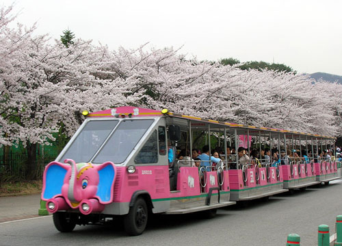 서울대 공원 벚꽃